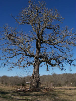 owltreeinwinterthumnail.jpg